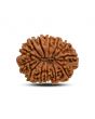 13 Mukhi Rudraksha (Nepal) 24.16 M.M.