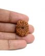 13 Mukhi Rudraksha (Nepal) 24.16 M.M.