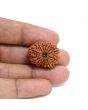 13 Mukhi Rudraksha (Nepal) 24.16 M.M.