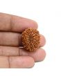 13 Mukhi Rudraksha (Nepal) 24.16 M.M.