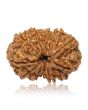 13 Mukhi Rudraksha (Nepal) 27.73 MM