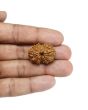 13 Mukhi Rudraksha (Nepal) 27.73 MM