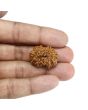 13 Mukhi Rudraksha (Nepal) 27.73 MM