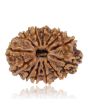 13 Mukhi Rudraksha (Nepal) 26.45 MM