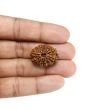 13 Mukhi Rudraksha (Nepal) 26.45 MM