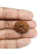 13 Mukhi Rudraksha (Nepal) 26.45 MM