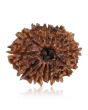 13 Mukhi Rudraksha (Nepal) 24.27 MM