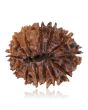 13 Mukhi Rudraksha (Nepal) 24.27 MM
