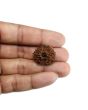13 Mukhi Rudraksha (Nepal) 24.27 MM