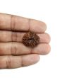 13 Mukhi Rudraksha (Nepal) 24.27 MM