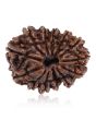 13 Mukhi Rudraksha (Nepal) 25.11 MM