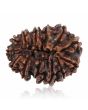 13 Mukhi Rudraksha (Nepal) 25.11 MM