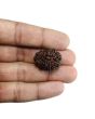 13 Mukhi Rudraksha (Nepal) 25.11 MM