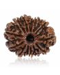 13 Mukhi Rudraksha (Nepal) 26.48 MM