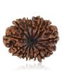 13 Mukhi Rudraksha (Nepal) 26.48 MM