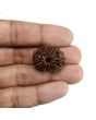 13 Mukhi Rudraksha (Nepal) 26.48 MM