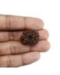 13 Mukhi Rudraksha (Nepal) 26.48 MM