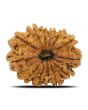13 Mukhi Rudraksha (Nepal) 24.35 MM