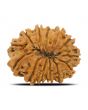 13 Mukhi Rudraksha (Nepal) 24.35 MM