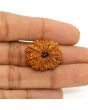 13 Mukhi Rudraksha (Nepal) 24.35 MM