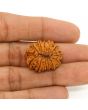 13 Mukhi Rudraksha (Nepal) 24.35 MM