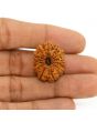13 Mukhi Rudraksha (Nepal) 24.35 MM