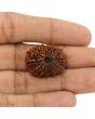 13 Mukhi Rudraksha (Nepal) 25.16 MM