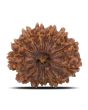 13 Mukhi Rudraksha (Nepal) 25.19 MM