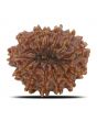 13 Mukhi Rudraksha (Nepal) 25.19 MM