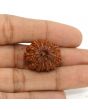 13 Mukhi Rudraksha (Nepal) 25.19 MM