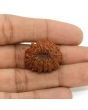 13 Mukhi Rudraksha (Nepal) 25.19 MM