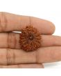 13 Mukhi Rudraksha (Nepal) 25.19 MM