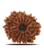 13 Mukhi Rudraksha (Nepal) 23.69 MM
