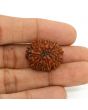 13 Mukhi Rudraksha (Nepal) 23.69 MM