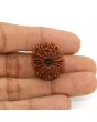 13 Mukhi Rudraksha (Nepal) 23.69 MM