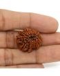 13 Mukhi Rudraksha (Nepal) 24.29 MM