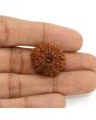 13 Mukhi Rudraksha (Nepal) 23.15 MM