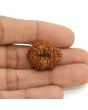 13 Mukhi Rudraksha (Nepal) 23.15 MM