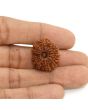 13 Mukhi Rudraksha (Nepal) 23.15 MM