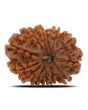 13 Mukhi Rudraksha (Nepal) 24.53 MM