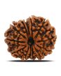 13 Mukhi Rudraksha (Nepal) 24.44 MM