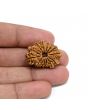 14 Mukhi Rudraksha 27.01 M.M.