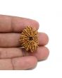14 Mukhi Rudraksha 27.01 M.M.