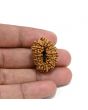 14 Mukhi Rudraksha 27.01 M.M.