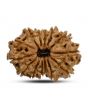14 Mukhi Rudraksha 25.3 M.M.