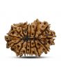 14 Mukhi Rudraksha 25.3 M.M.