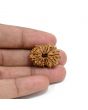 14 Mukhi Rudraksha 25.3 M.M.