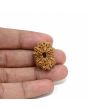 14 Mukhi Rudraksha 25.3 M.M.