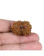 15 Mukhi Rudraksha (Nepal) 28.16 MM