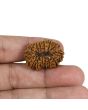 15 Mukhi Rudraksha (Nepal) 28.16 MM
